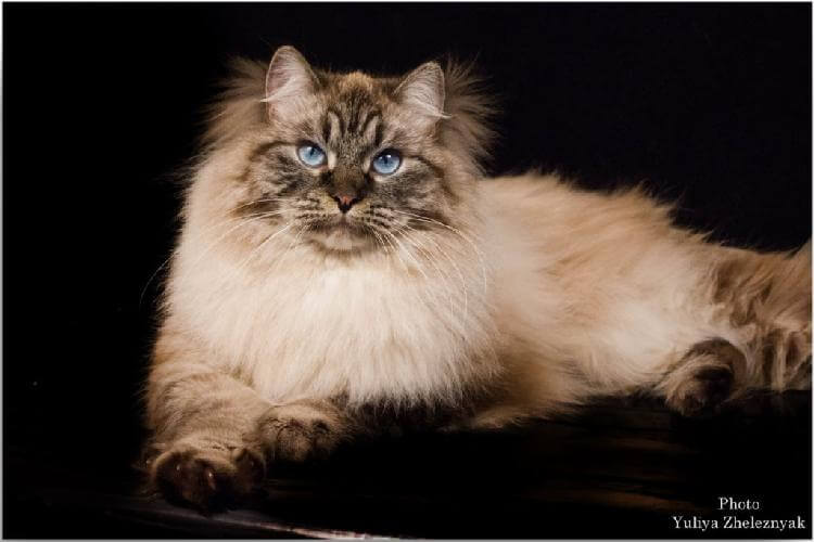 Кошки породы Невская маскарадная: потрясающая грация и красота