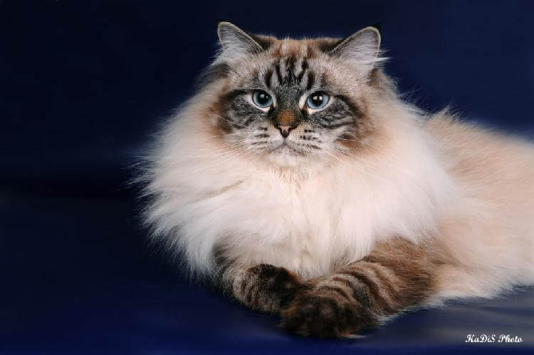 Кошки породы Невская маскарадная: потрясающая грация и красота