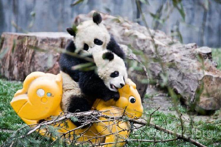 Детский сад для панд — самое милое место на земле