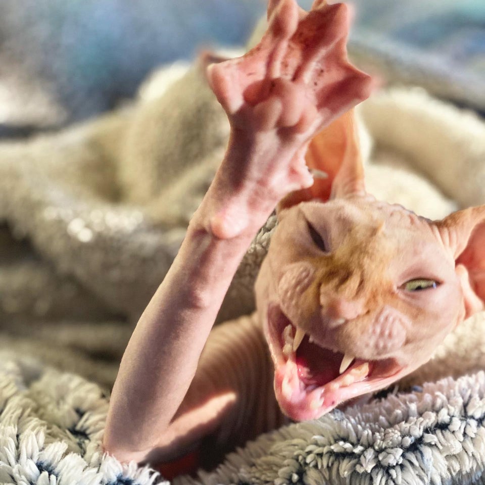 20 раз, когда кошки породы сфинкс доказали, что они не самые фотогеничные ребята