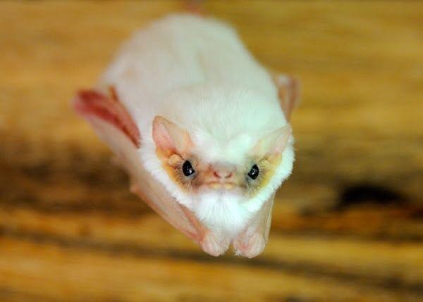 Полтора десятка самых милых, жутких и крайне необычных летучих мышей в мире