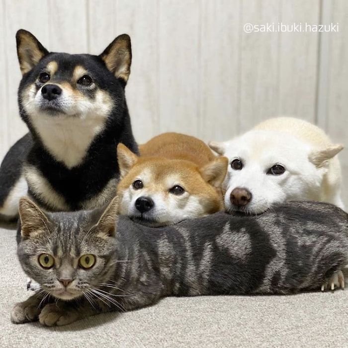 Кот, который живет с тремя собаками и чувствует себя псом