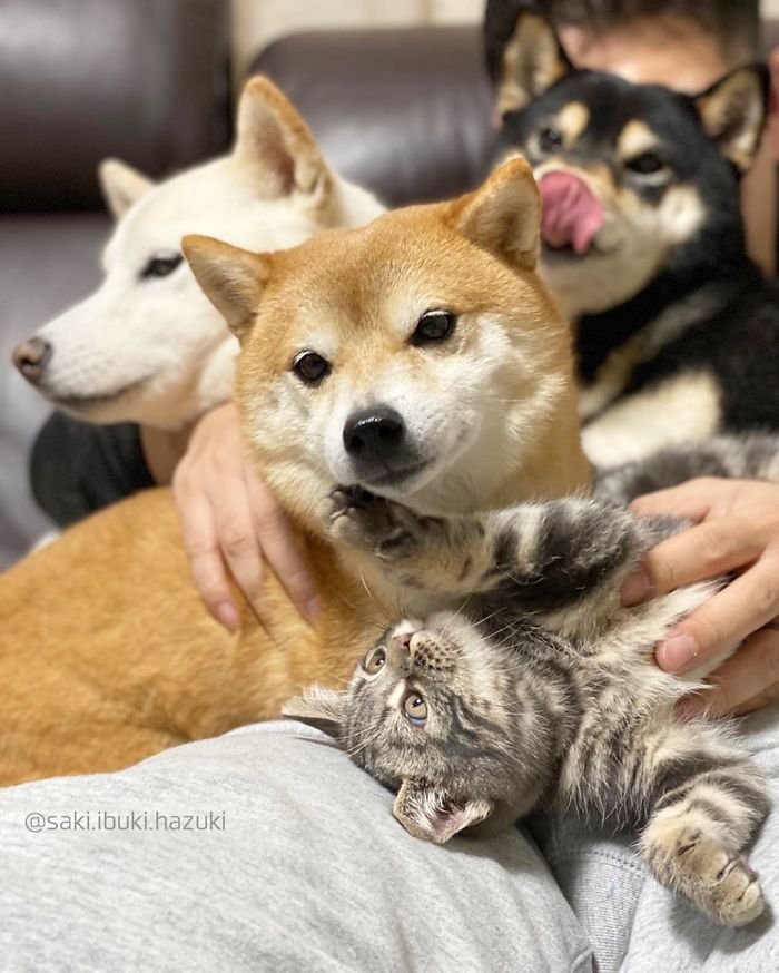 Кот, который живет с тремя собаками и чувствует себя псом
