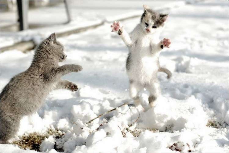 10 забавных фотографий котов в снегу, которые не знают как к нему относиться
