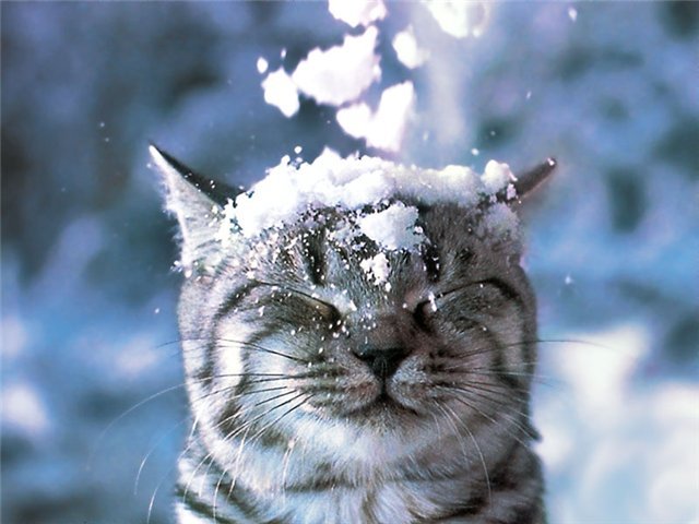10 забавных фотографий котов в снегу, которые не знают как к нему относиться