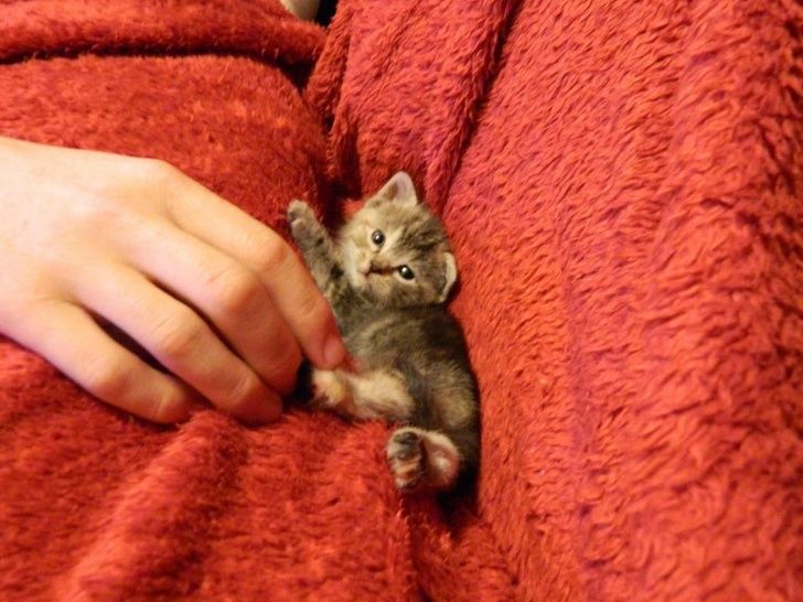 20 крошечных котят, которые так и просятся в наши ладошки!