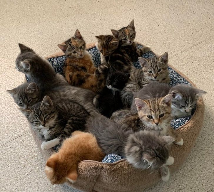 20 крошечных котят, которые так и просятся в наши ладошки!