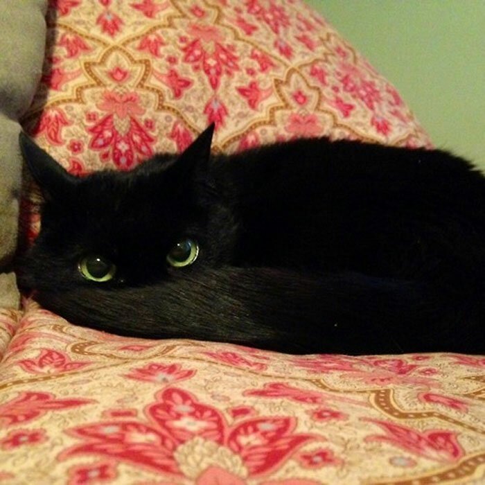20 умилительных аргументов, почему не надо опасаться встречи с черной кошкой