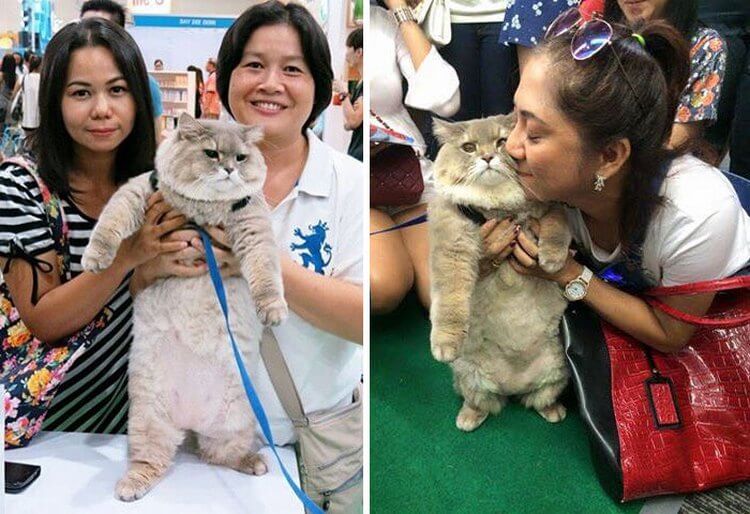 Знакомьтесь, это кот bone bone — настоящая знаменитость из Таиланда