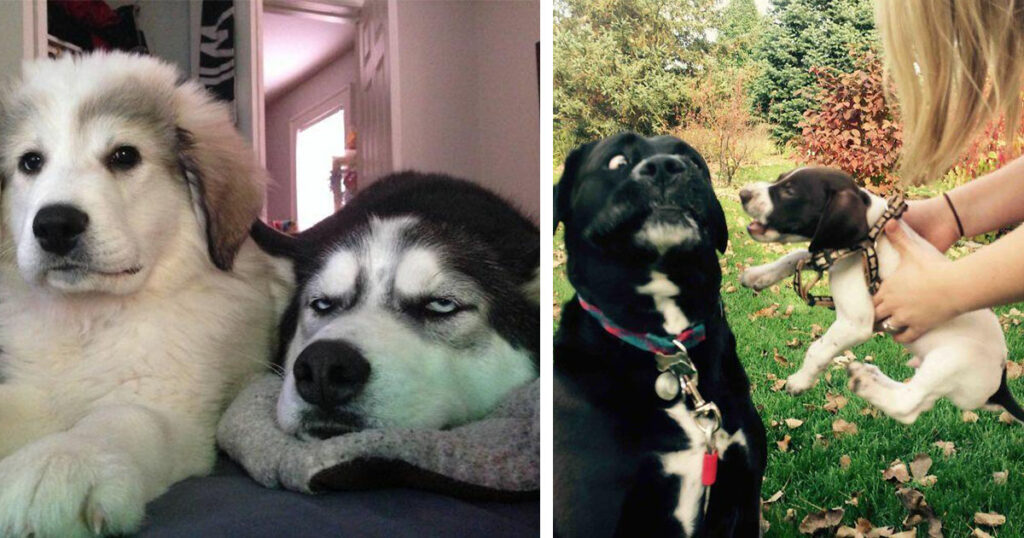 20 забавных реакций старших собак на появление в доме нового щенка
