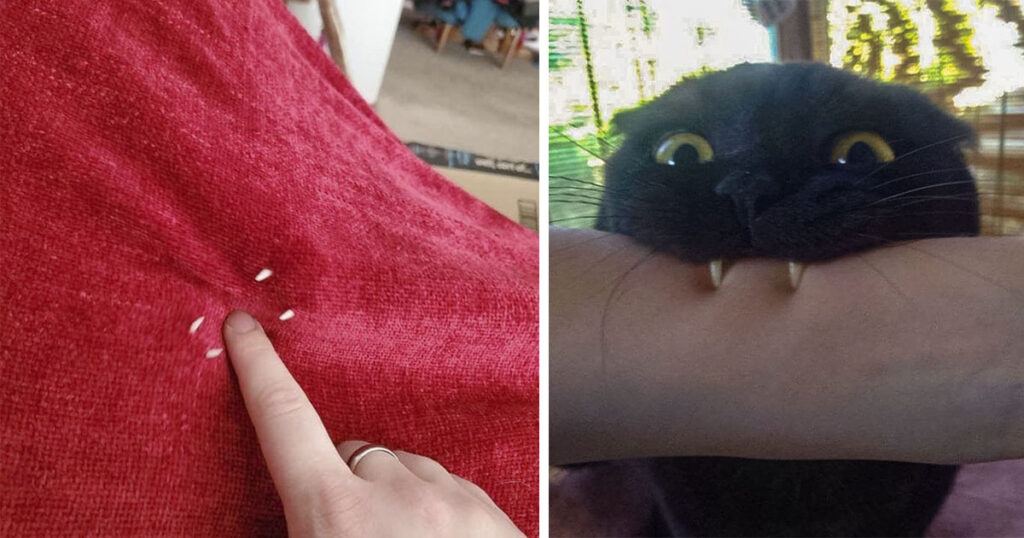 20 котиков, которые показали свои зубки и доказали, что им позавидует любой вампир