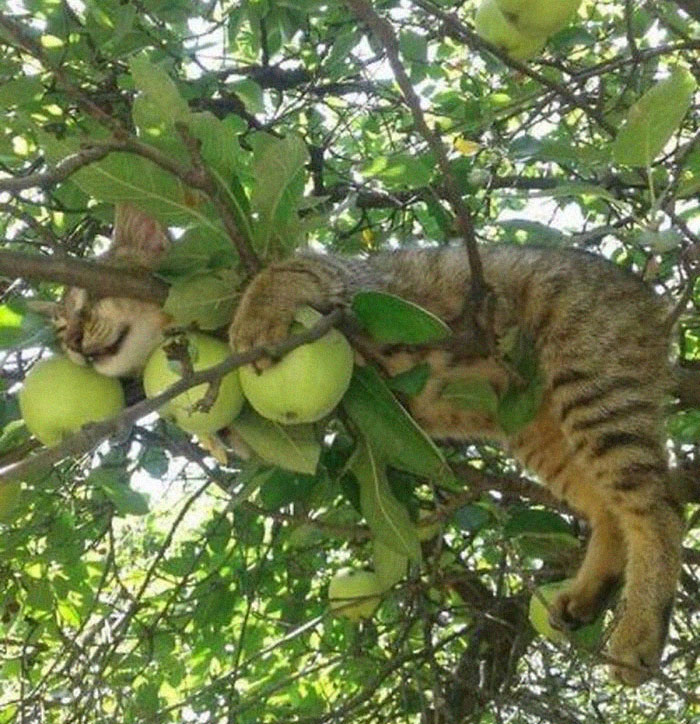 Ведется спор. Правда ли кошки росли на деревьях