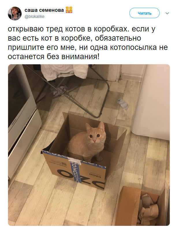 30 откровенных примеров, что кошки и коробки были созданы для идеального сосуществования