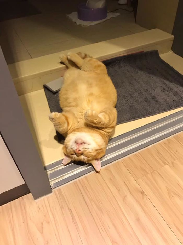 Толстый Сян — кот, очаровавший множество пользователей интернета