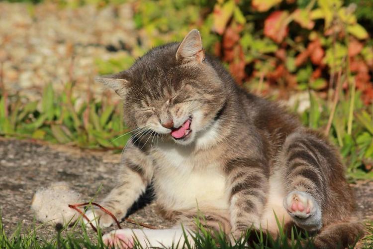А вы знали, что кошачья мята – коварное растение, особенно для четвероногих пушистиков?