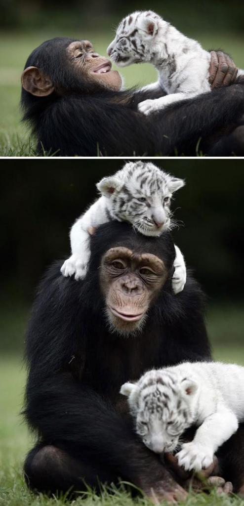 Животные умеют дружить. А вы?