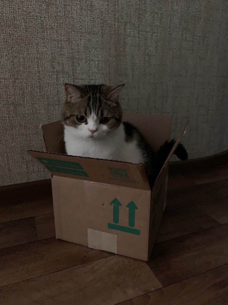 30 откровенных примеров, что кошки и коробки были созданы для идеального сосуществования