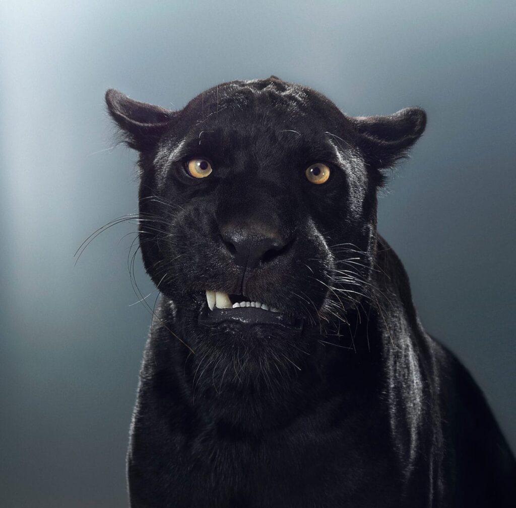Чтобы показать глубокую индивидуальность больших кошек, фотограф целый год уговаривал зверей на фотосессии