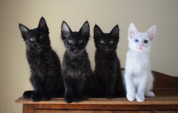 Котики с самыми необычными окрасами