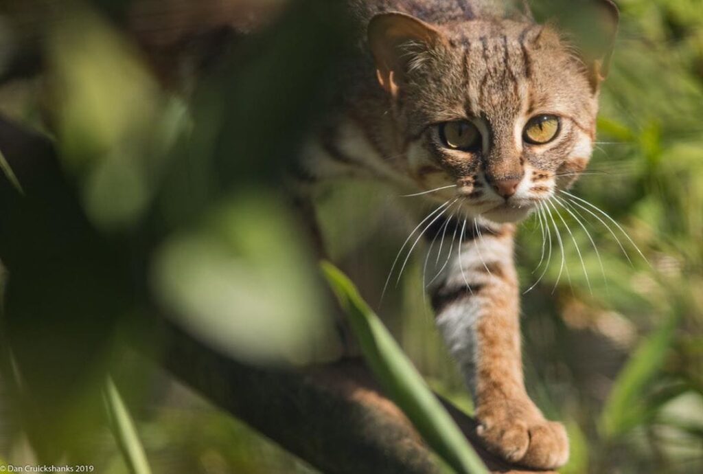 18 снимков «ржавых кошечек»: так называется самая маленькая разновидность кошек в мире!