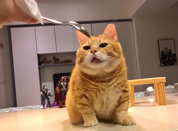 Толстый Сян — кот, очаровавший множество пользователей интернета