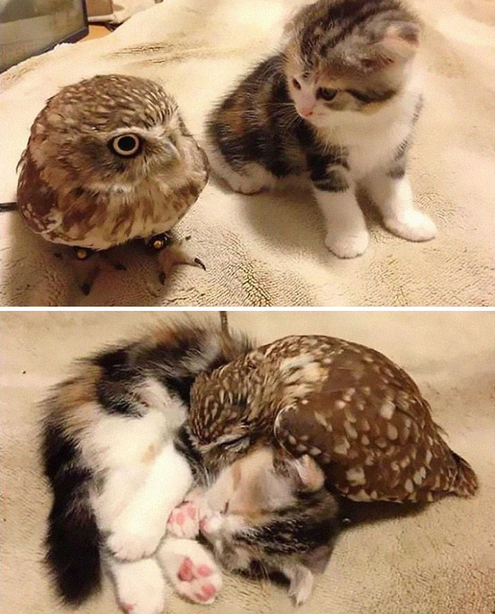 Животные умеют дружить. А вы?