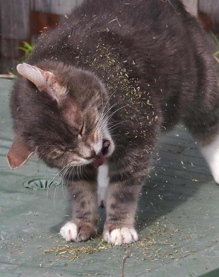 А вы знали, что кошачья мята – коварное растение, особенно для четвероногих пушистиков?