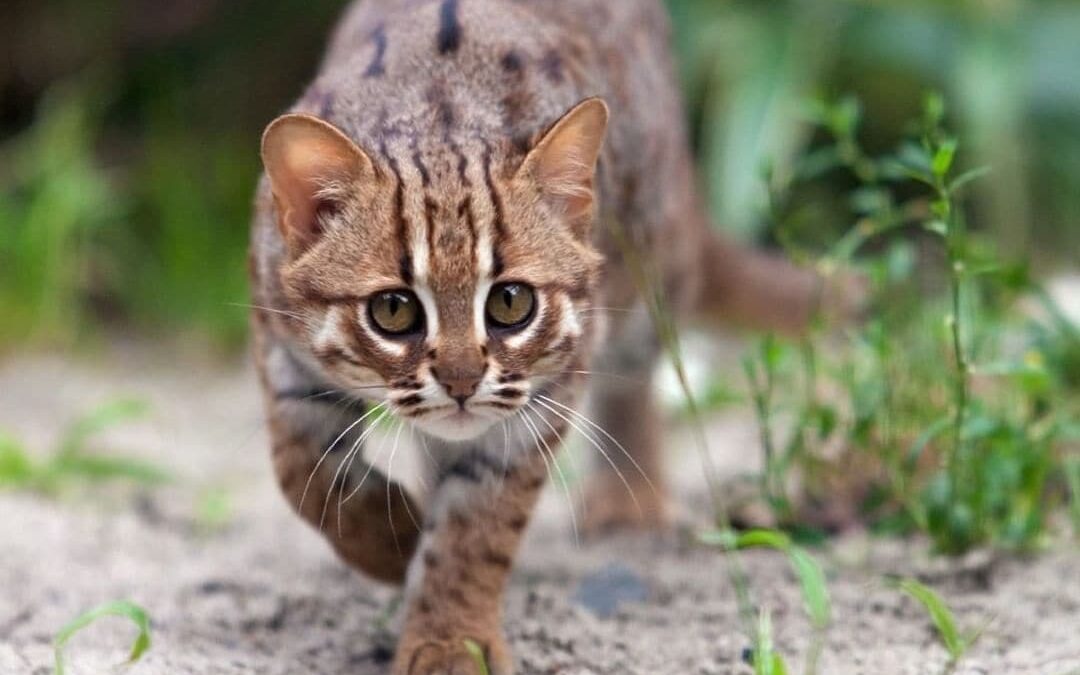18 снимков «ржавых кошечек»: так называется самая маленькая разновидность кошек в мире!
