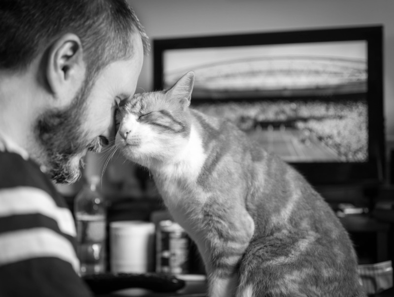 Несколько основных признаков кошачьей любви