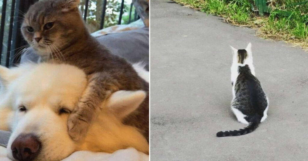 Коты, которые нарушили границы штампов о себе: 20 фото красивых и нагло-обаятельных котофеев