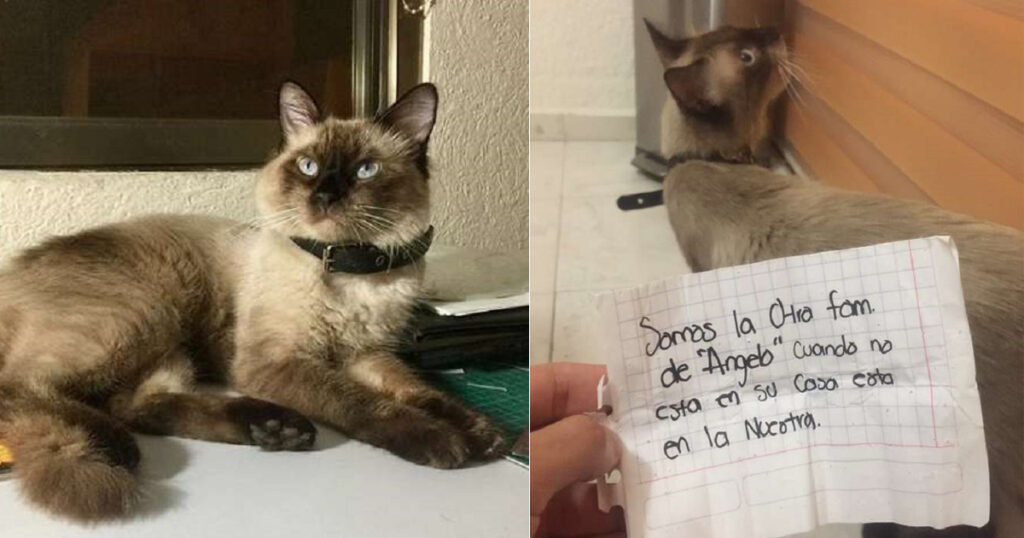 Однажды кошка пришла домой, принеся записку
