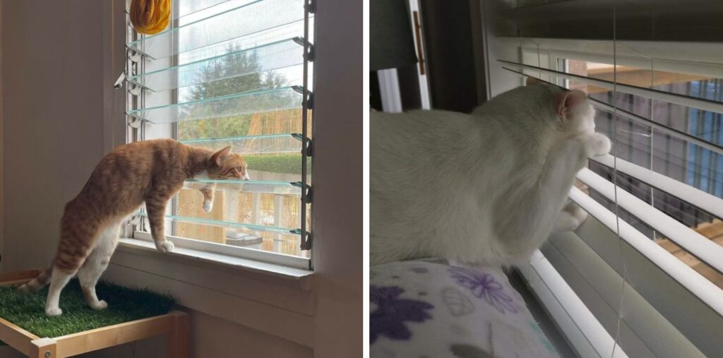 Кошки и собаки шпионы – они смотрят на вас из окон и всё видят! 16 фото