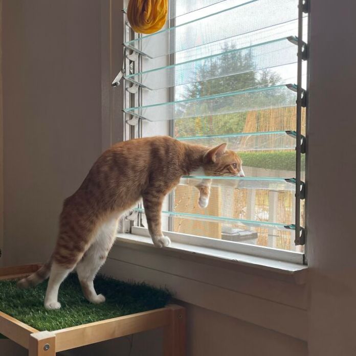 Кошки и собаки шпионы – они смотрят на вас из окон и всё видят! 16 фото