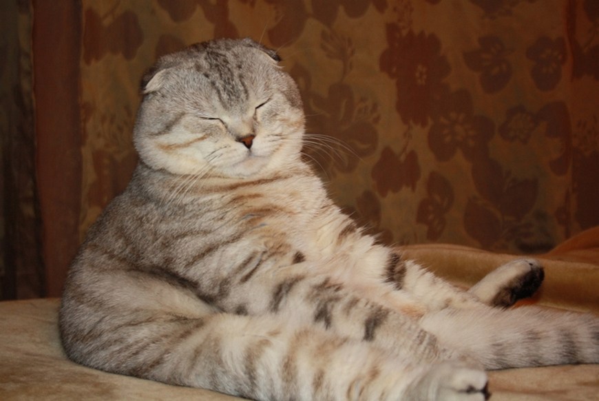 В интернете пользователи делятся фото котиков, сидящих в разных оригинальных позах