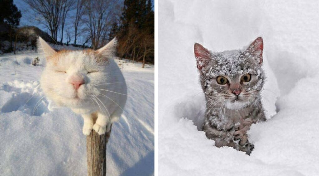 Подушечки мёрзнут! 16 фото, на которых встретились коты и снег