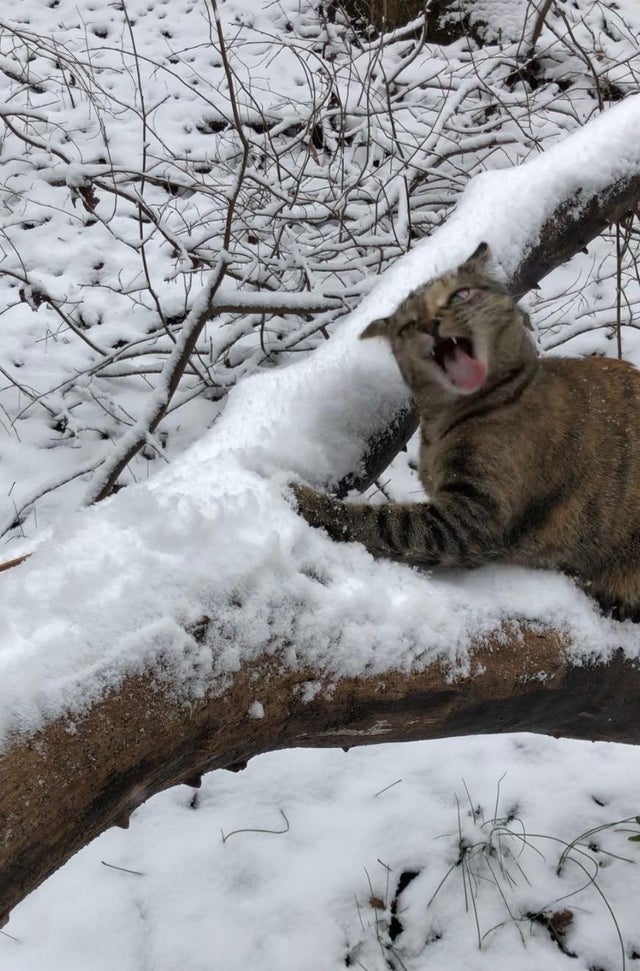 Подушечки мёрзнут! 16 фото, на которых встретились коты и снег