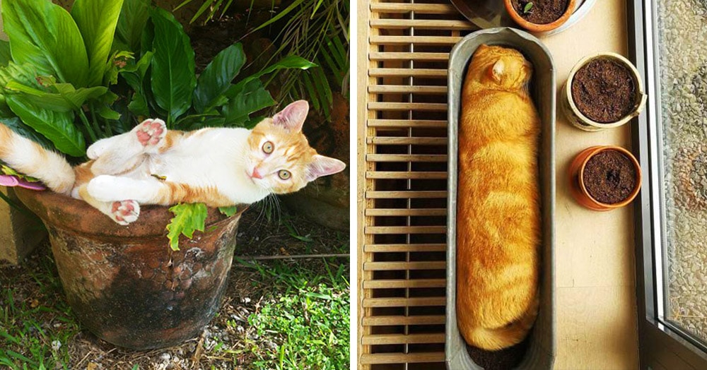 20 снимков котиков в горшках, доказывающих, что коты — цветы жизни, которые не нужно поливать