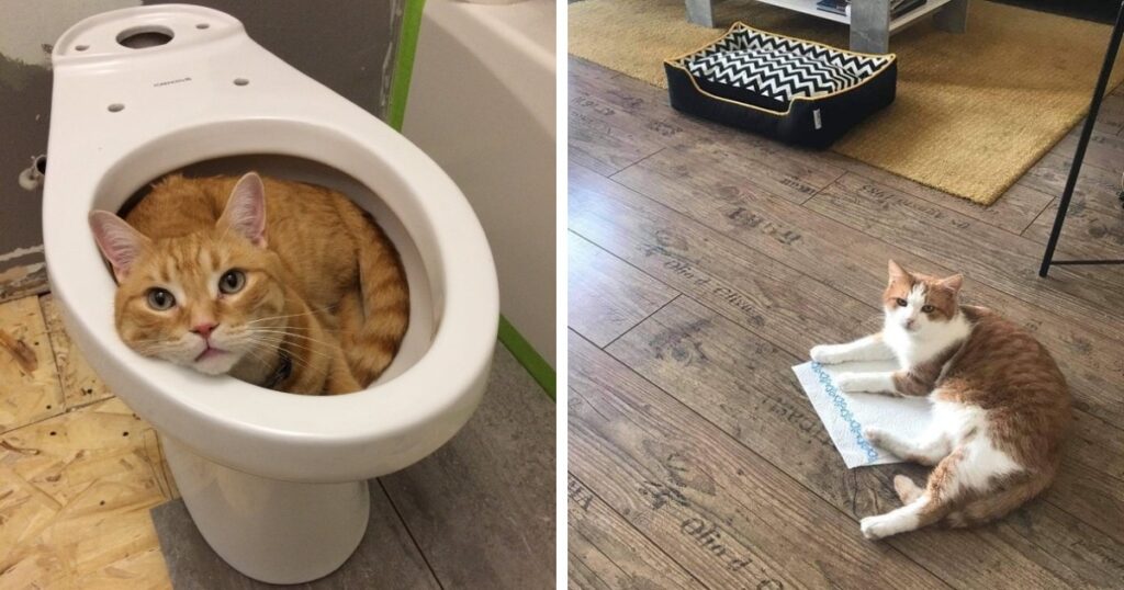 20 фотографий вредных котов, которые будут спать где угодно, но не на специально купленных для них лежанках
