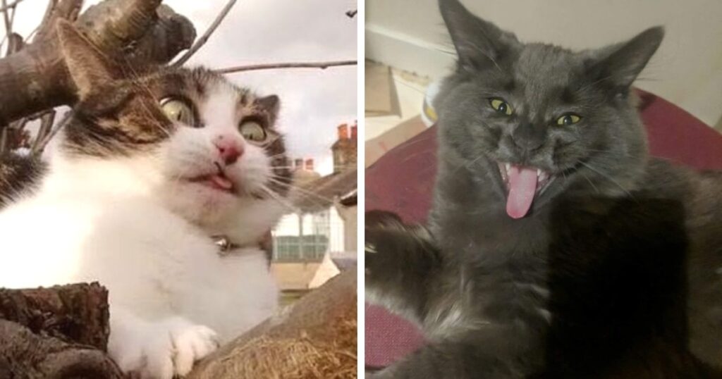 18 примеров того, какими нефотогеничными бывают коты, но от этого их фотографии становятся только смешнее