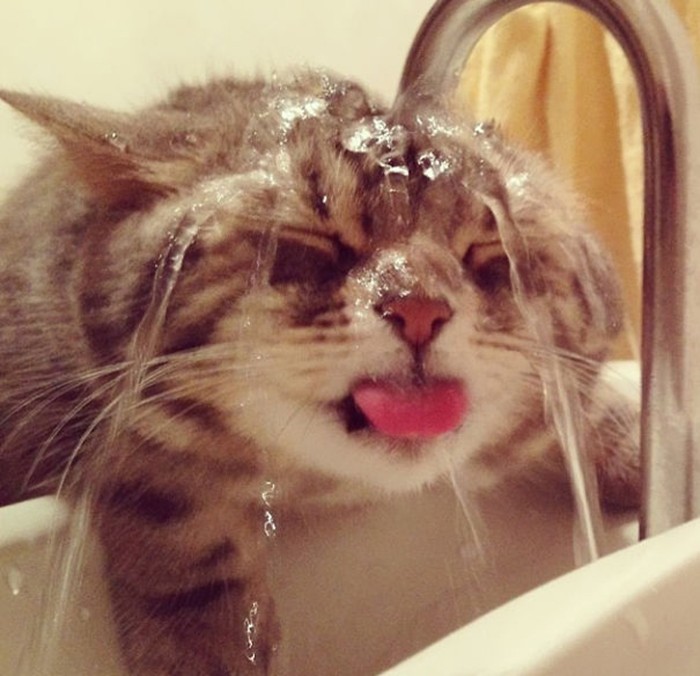 Снимки забавных котов, которые с радостью принимают ванну