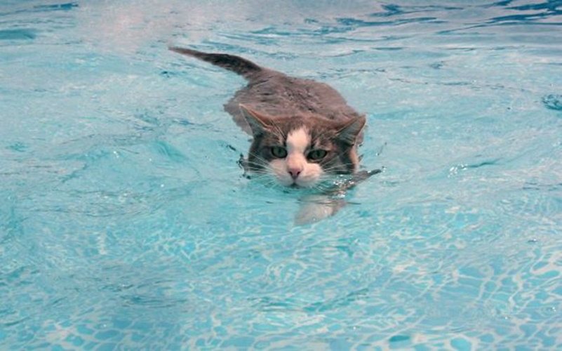 Снимки забавных котов, которые с радостью принимают ванну