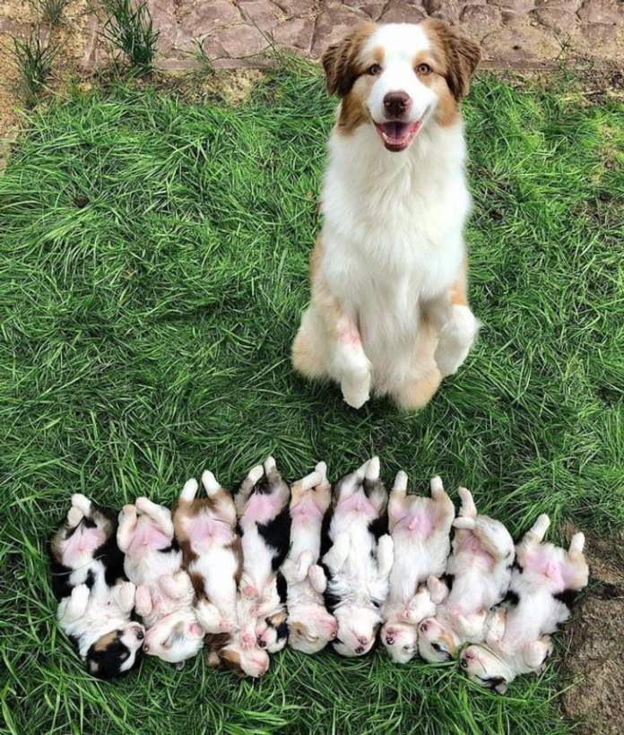 Когда дети копия мамы – 18 фото собак, кошек и их детей
