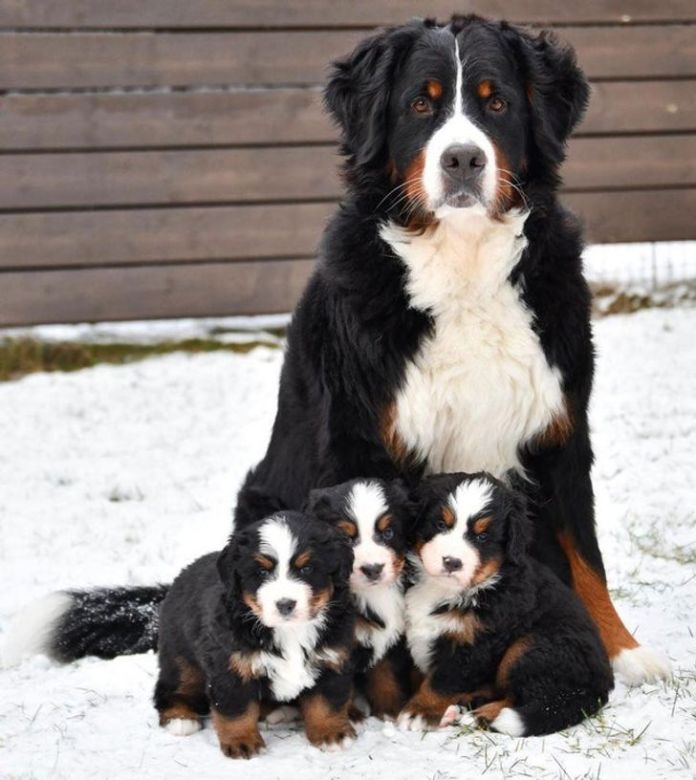 Когда дети копия мамы – 18 фото собак, кошек и их детей