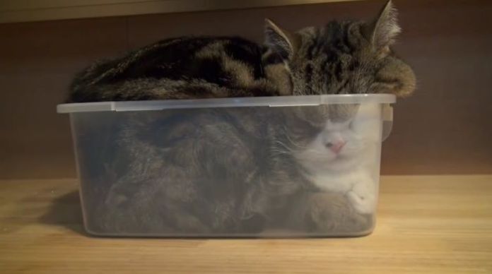 Они всё-таки жидкие! 15 фото, на которых кошки затекают в вазочки, коробки, раковины и не только