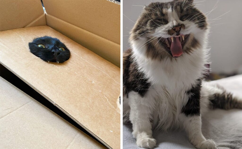 Пугаться или умиляться? – 20 фото котов, решивших показать свои зубы…
