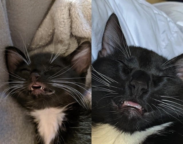 Пугаться или умиляться? – 20 фото котов, решивших показать свои зубы…