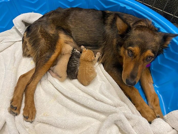 Собака потеряла своих щенков, но оказалось, что она очень нужна троим котятам-сиротам…