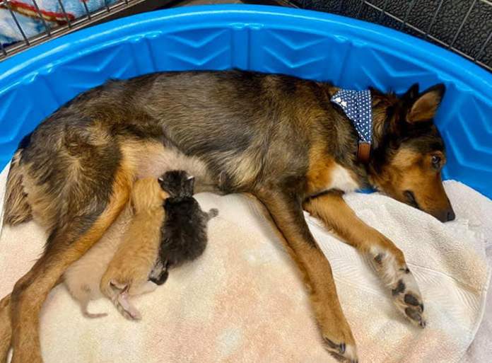 Собака потеряла своих щенков, но оказалось, что она очень нужна троим котятам-сиротам…
