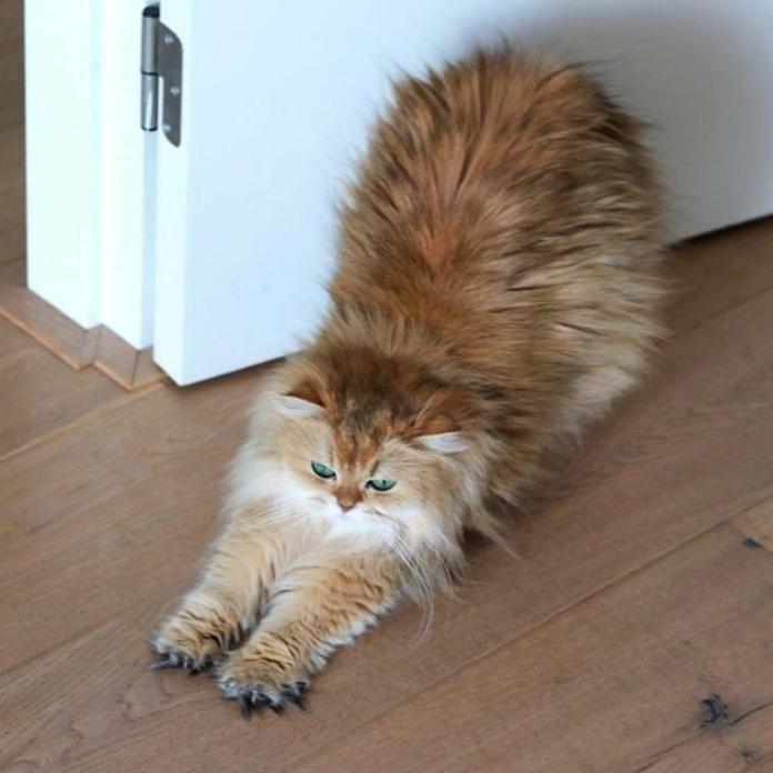 Свежая подборка смешных и милых котов – проверенный способ развеселиться за 5 минут!