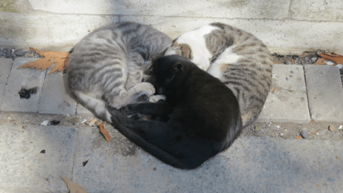 Умиляй и влюбляй – 17 фото кошек и собак, чья харизма прёт через экран
